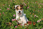 liegender Jack Russell Terrier