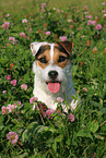 Jack Russell Terrier Portrait