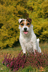 Jack Russell Terrier in Herbst
