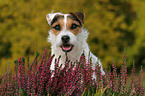 Jack Russell Terrier Portrait