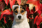 Jack Russell Terrier Portrait