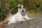 liegender Jack Russell Terrier