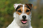 Jack Russell Terrier Portrait