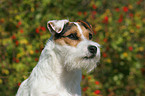 Jack Russell Terrier Portrait