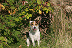 sitzender Jack Russell Terrier