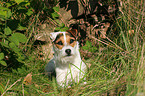 liegender Jack Russell Terrier