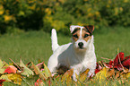 stehender Jack Russell Terrier