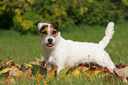 stehender Jack Russell Terrier