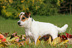 stehender Jack Russell Terrier