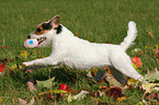 spielender Jack Russell Terrier