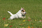 rennender Jack Russell Terrier