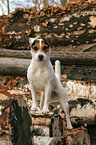stehender Jack Russell Terrier