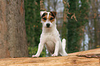 Jack Russell Terrier im Wald