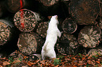 neugieriger Jack Russell Terrier