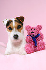 Jack Russell Terrier mit Teddy