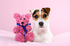 Jack Russell Terrier mit Teddy