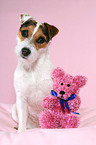 Jack Russell Terrier mit Teddy