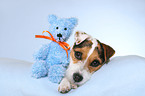 Jack Russell Terrier mit Teddy