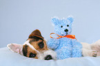 Jack Russell Terrier mit Teddy