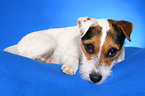 liegender Jack Russell Terrier