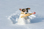 spielender Jack Russell Terrier