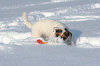 spielender Jack Russell Terrier