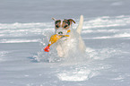 spielender Jack Russell Terrier