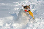 spielender Jack Russell Terrier