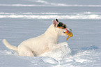 spielender Jack Russell Terrier