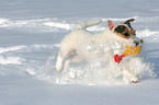 spielender Jack Russell Terrier