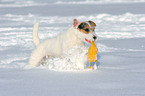 spielender Jack Russell Terrier