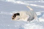 schnuppernder Jack Russell Terrier