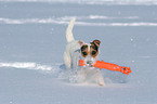spielender Jack Russell Terrier