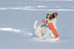 spielender Jack Russell Terrier