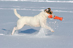 spielender Jack Russell Terrier