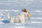 stehender Jack Russell Terrier