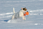 spielender Jack Russell Terrier