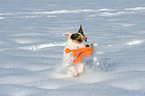 spielender Jack Russell Terrier