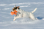 spielender Jack Russell Terrier