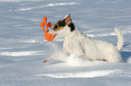 spielender Jack Russell Terrier