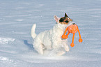 spielender Jack Russell Terrier