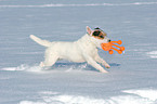 spielender Jack Russell Terrier