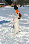spielender Jack Russell Terrier