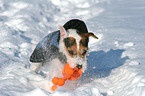 spielender Jack Russell Terrier