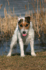 stehender Jack Russell Terrier