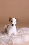 liegender Jack Russell Terrier