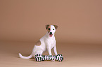 sitzender Jack Russell Terrier