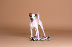 Jack Russell Terrier