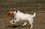 spielender Jack Russell Terrier