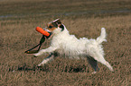 spielender Jack Russell Terrier